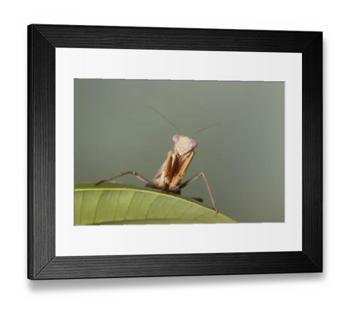 Framed Print : African Praying Mantis (Sphodromantis lineola) adult, resting on leaf (captive)