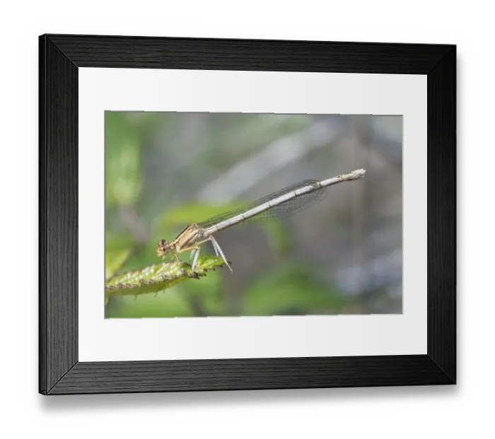 Framed Print : White Featherleg Damselfly (Platycnemis latipes) adult female, resting on leaf, Reserve Naturelle Coussouls de Crau Framed Print : White Featherleg Damselfly (Platycnemis latipes) adult female, resting on leaf, Reserve Naturelle Coussouls de Crau