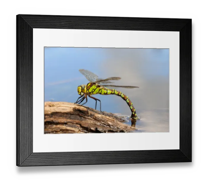 Framed Print : Southern Hawker (Aeshna cyanea) adult female, laying eggs in partially submerged rotting wood, Oxfordshire, England Framed Print : Southern Hawker (Aeshna cyanea) adult female, laying eggs in partially submerged rotting wood, Oxfordshire, England
