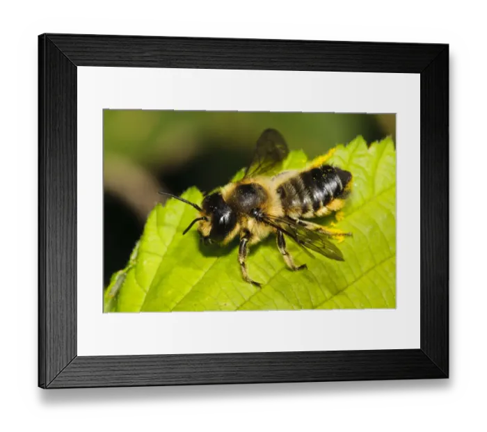 Framed Print : Leafcutter Bee (Megachile ligniseca) adult, resting on leaf, Hadleigh Country Park, Essex, England, July Framed Print : Leafcutter Bee (Megachile ligniseca) adult, resting on leaf, Hadleigh Country Park, Essex, England, July