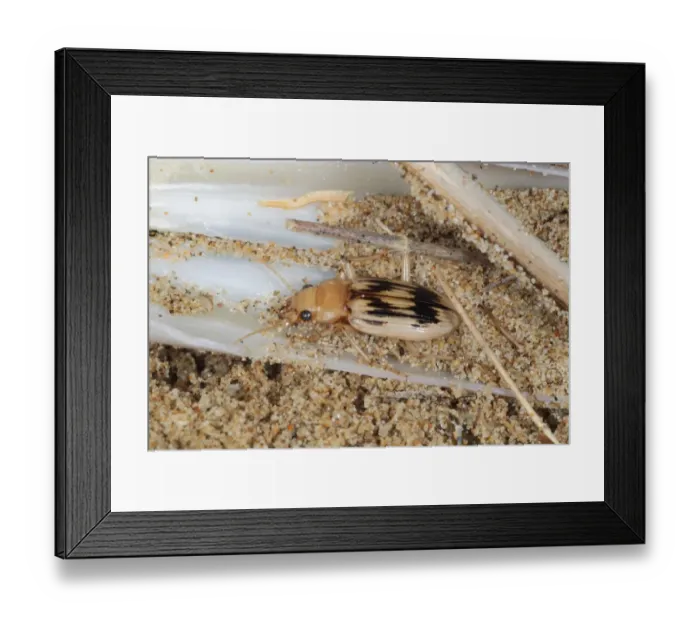 Framed Print : Beachcomber Beetle (Nebria complanata) adult, under strandline debris on beach, Gower Peninsula, Glamorgan, Wales Framed Print : Beachcomber Beetle (Nebria complanata) adult, under strandline debris on beach, Gower Peninsula, Glamorgan, Wales