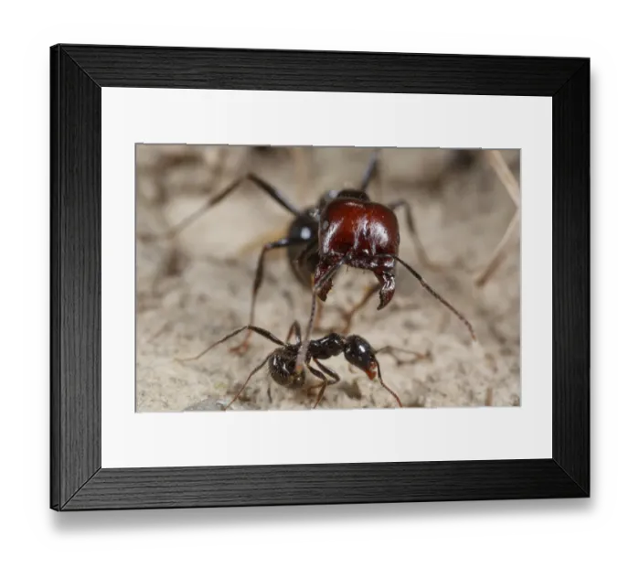 Framed Print : Harvester Ant (Messor barbara) major and minor workers, major worker with jaws open in defensive posture Framed Print : Harvester Ant (Messor barbara) major and minor workers, major worker with jaws open in defensive posture