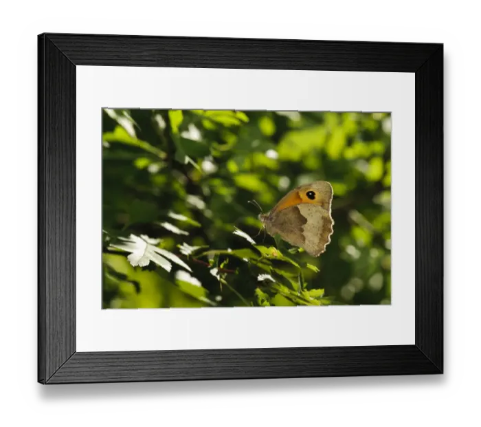 Framed Print : Meadow Brown (Maniola jurtina) adult, resting on leaf, Southwater Woods, West Sussex, England, July Framed Print : Meadow Brown (Maniola jurtina) adult, resting on leaf, Southwater Woods, West Sussex, England, July