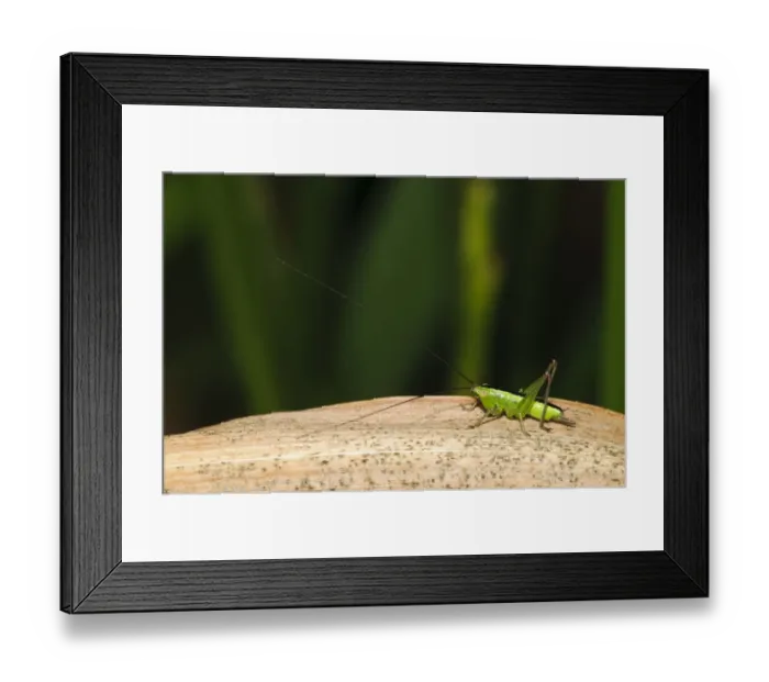Framed Print : Long-winged Conehead (Conocephalus discolor) female nymph, resting on dried reed, Crossness Nature Reserve, Bexley Framed Print : Long-winged Conehead (Conocephalus discolor) female nymph, resting on dried reed, Crossness Nature Reserve, Bexley
