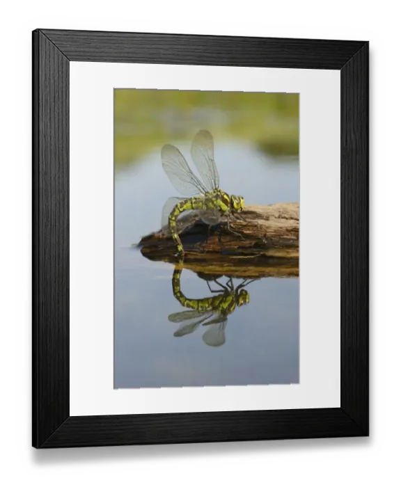 Framed Print : Southern Hawker (Aeshna cyanea) adult female, laying eggs in partially submerged rotting wood, Oxfordshire, England Framed Print : Southern Hawker (Aeshna cyanea) adult female, laying eggs in partially submerged rotting wood, Oxfordshire, England