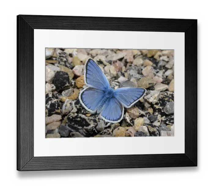 Framed Print : Turquoise Blue (Plebicula dorylas) adult male, resting on rocky hillside, Sierra de Guara, Pyrenees, Aragon, Spain Framed Print : Turquoise Blue (Plebicula dorylas) adult male, resting on rocky hillside, Sierra de Guara, Pyrenees, Aragon, Spain