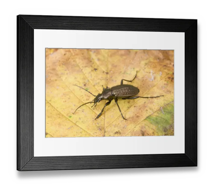 Framed Print : Granulated Ground Beetle (Carabus granulatus) adult, standing on fallen leaf, England, november Framed Print : Granulated Ground Beetle (Carabus granulatus) adult, standing on fallen leaf, England, november