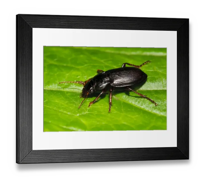 Framed Print : Ground Beetle (Amara aulica) adult, resting on leaf in garden, Belvedere, Bexley, Kent, England, July Framed Print : Ground Beetle (Amara aulica) adult, resting on leaf in garden, Belvedere, Bexley, Kent, England, July