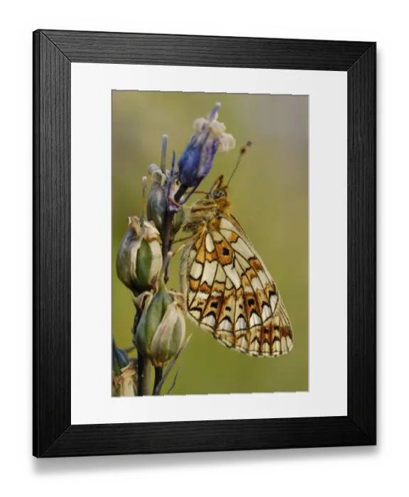 Framed Print : Small Pearl-bordered Fritillary (Boloria selene) adult, roosting on Bluebell (Hyacinthoides non-scripta) Framed Print : Small Pearl-bordered Fritillary (Boloria selene) adult, roosting on Bluebell (Hyacinthoides non-scripta)