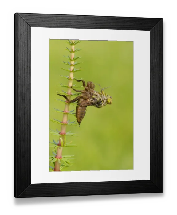 Framed Print : Broad-bodied Chaser (Libellula depressa) adult, emerging from larval skin, Oxfordshire, England, May Framed Print : Broad-bodied Chaser (Libellula depressa) adult, emerging from larval skin, Oxfordshire, England, May