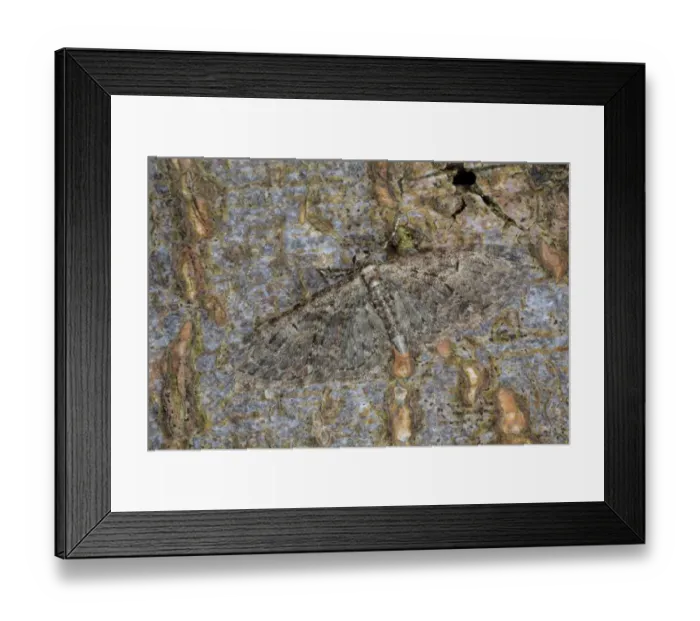 Framed Print : Brindled Pug (Eupithecia abbreviata) adult, camouflaged on bark, Powys, Wales, April