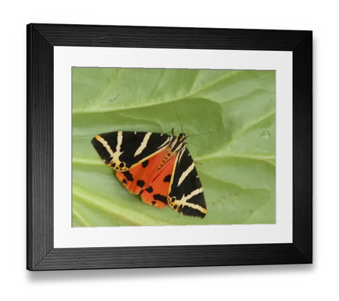 Framed Print : Jersey Tiger Moth (Euplagia quadripunctaria) adult, showing red hindwing colouration, resting on leaf, Italy, july Framed Print : Jersey Tiger Moth (Euplagia quadripunctaria) adult, showing red hindwing colouration, resting on leaf, Italy, july
