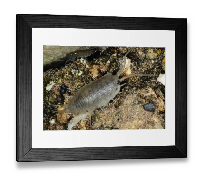 Framed Print : Sea Slater (Ligia oceanica) adult, on sea wall, Kimmeridge, Isle of Purbeck, Dorset, England, October Framed Print : Sea Slater (Ligia oceanica) adult, on sea wall, Kimmeridge, Isle of Purbeck, Dorset, England, October