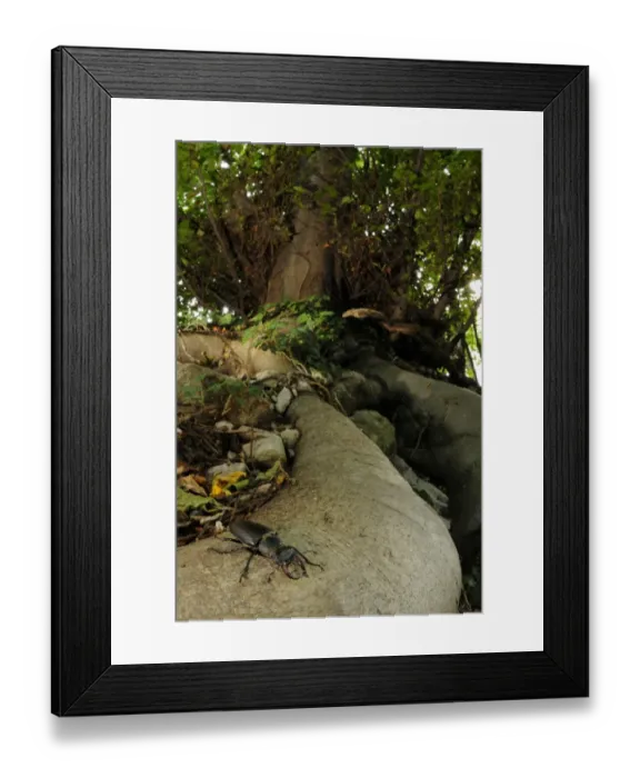 Framed Print : Greater Stag Beetle (Lucanus cervus) adult male, on tree roots in forest habitat, Italy, july Framed Print : Greater Stag Beetle (Lucanus cervus) adult male, on tree roots in forest habitat, Italy, july
