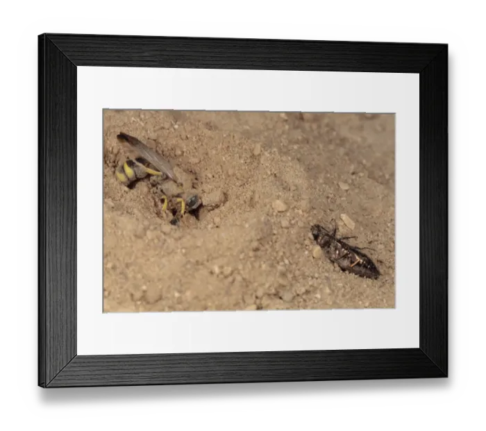 Framed Print : Solitary Wasp (Cerceris bupresticida) adult, with buprestid beetle prey, opening entrance to nest burrow Framed Print : Solitary Wasp (Cerceris bupresticida) adult, with buprestid beetle prey, opening entrance to nest burrow