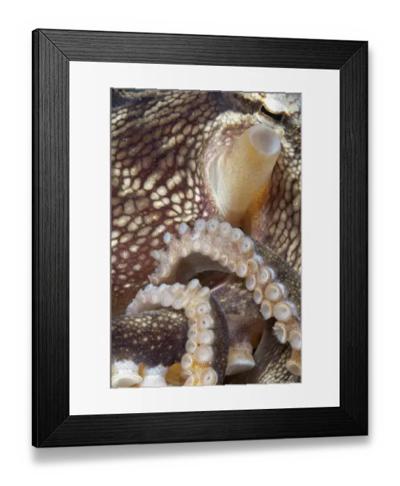 Framed Print : Veined Octopus (Amphioctopus marginatus) adult, close-up of siphon, tentacles and suckers, Lembeh Straits, Sulawesi Framed Print : Veined Octopus (Amphioctopus marginatus) adult, close-up of siphon, tentacles and suckers, Lembeh Straits, Sulawesi