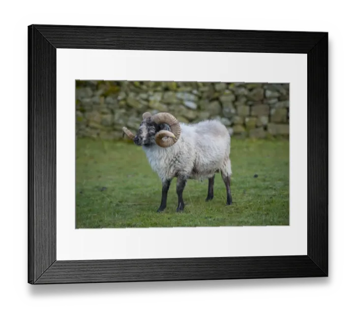 Framed Print : Domestic Sheep, Boreray ram, standing in pasture, Tosside, North Yorkshire, England, October