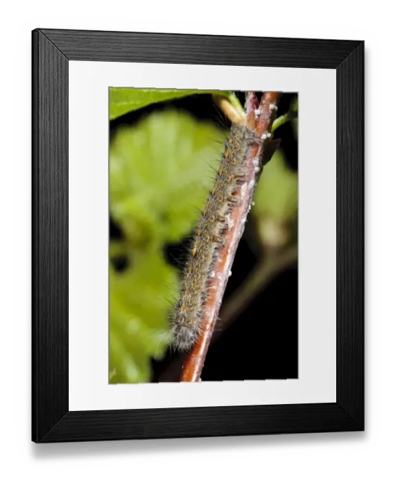 Framed Print : December Moth (Poecilocampa populi) second instar larva, resting on birch twig, Powys, Wales, April Framed Print : December Moth (Poecilocampa populi) second instar larva, resting on birch twig, Powys, Wales, April