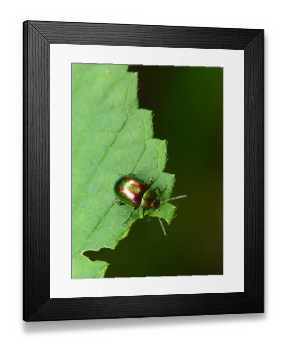 Framed Print : Dead-nettle Leaf Beetle (Chrysolina fastuosa) adult, resting on leaf, Italy, july Framed Print : Dead-nettle Leaf Beetle (Chrysolina fastuosa) adult, resting on leaf, Italy, july