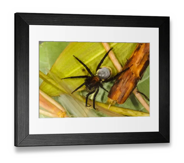 Framed Print : Water Spider (Argyroneta aquatica) adult, with abdominal air bubble, feeding on Emerald Damselfly (Lestes sponsa) Framed Print : Water Spider (Argyroneta aquatica) adult, with abdominal air bubble, feeding on Emerald Damselfly (Lestes sponsa)