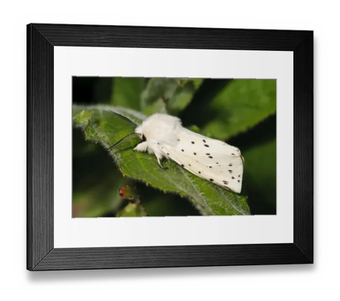 Framed Print : White Ermine (Spilosoma lubricipeda) adult male, resting on leaf, Priory Water Nature Reserve, Leicestershire, England Framed Print : White Ermine (Spilosoma lubricipeda) adult male, resting on leaf, Priory Water Nature Reserve, Leicestershire, England