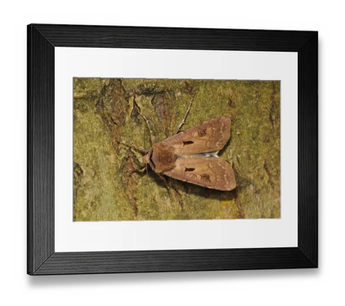Framed Print : Heart and Dart (Agrotis exclamationis) adult, resting on bark, Thursley Common National Nature Reserve, Surrey Framed Print : Heart and Dart (Agrotis exclamationis) adult, resting on bark, Thursley Common National Nature Reserve, Surrey