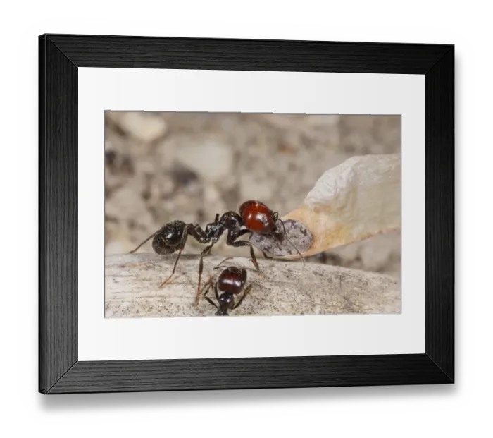 Framed Print : Harvester Ant (Messor barbara) median worker, carrying pine seed, Chaine des Alpilles, Bouches-du-Rhone, Provence