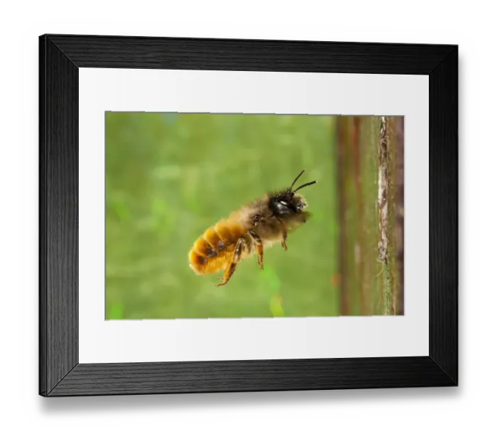 Framed Print : Red Mason Bee (Osmia rufa) adult female, in flight to nesthole, Powys, Wales, May Framed Print : Red Mason Bee (Osmia rufa) adult female, in flight to nesthole, Powys, Wales, May