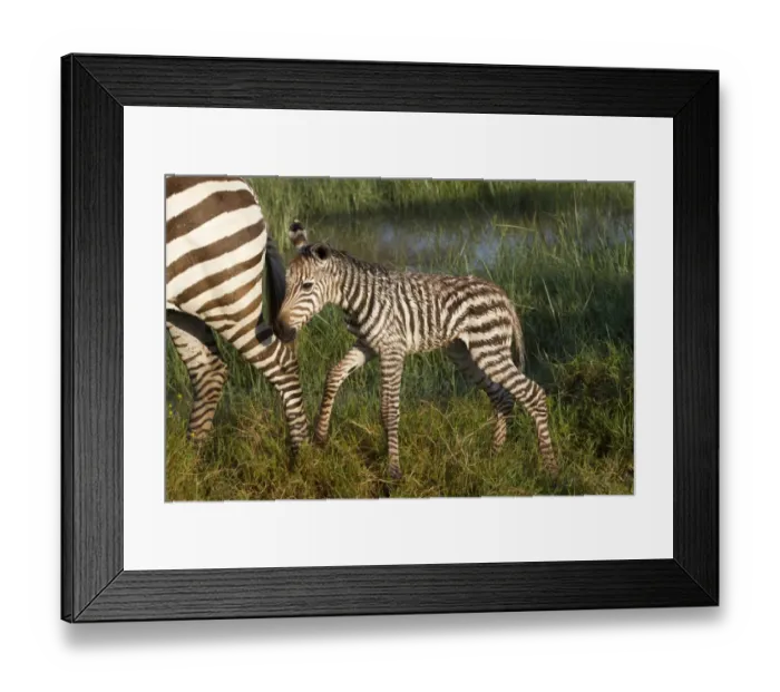 Framed Print : Common Zebra (Equus quagga) newborn foal, following mother in wetland, Lake Nakuru N. P
