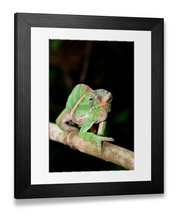 Framed Print : Belted Chameleon (Furcifer balteatus) adult male, walking along branch, Ranomafana N. P. Madagascar, October Framed Print : Belted Chameleon (Furcifer balteatus) adult male, walking along branch, Ranomafana N. P. Madagascar, October