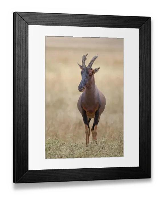 Framed Print : Topi (Damaliscus lunatus jimela) adult, standing in savannah, Masai Mara, Kenya, August Framed Print : Topi (Damaliscus lunatus jimela) adult, standing in savannah, Masai Mara, Kenya, August