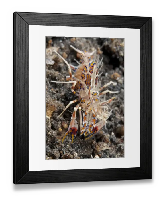 Framed Print : Bumblebee Shrimp (Phyllognathia ceratophthalmus) adult, on black sand, Lembeh Straits, Sulawesi, Sunda Islands Framed Print : Bumblebee Shrimp (Phyllognathia ceratophthalmus) adult, on black sand, Lembeh Straits, Sulawesi, Sunda Islands