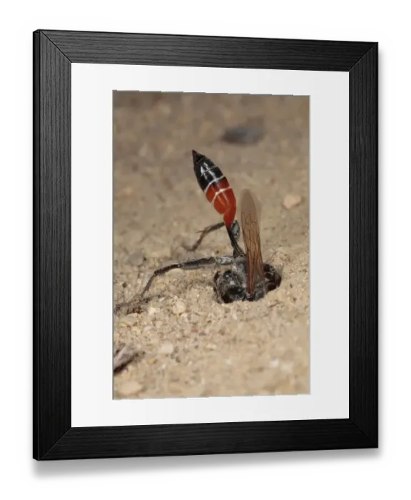 Framed Print : Sand Wasp (Sphex albisectus) adult female, digging nesting burrow, Chaine des Alpilles, Bouches-du-Rhone, Provence Framed Print : Sand Wasp (Sphex albisectus) adult female, digging nesting burrow, Chaine des Alpilles, Bouches-du-Rhone, Provence