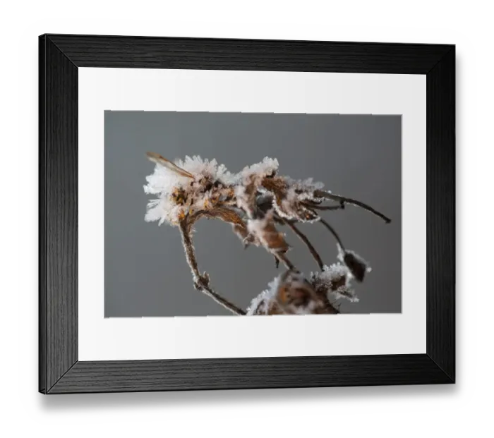 Framed Print : Common Wasp (Vespula vulgaris) dead adult, covered with frost ice crystals, frozen on dead flowerhead, Sheffield Framed Print : Common Wasp (Vespula vulgaris) dead adult, covered with frost ice crystals, frozen on dead flowerhead, Sheffield