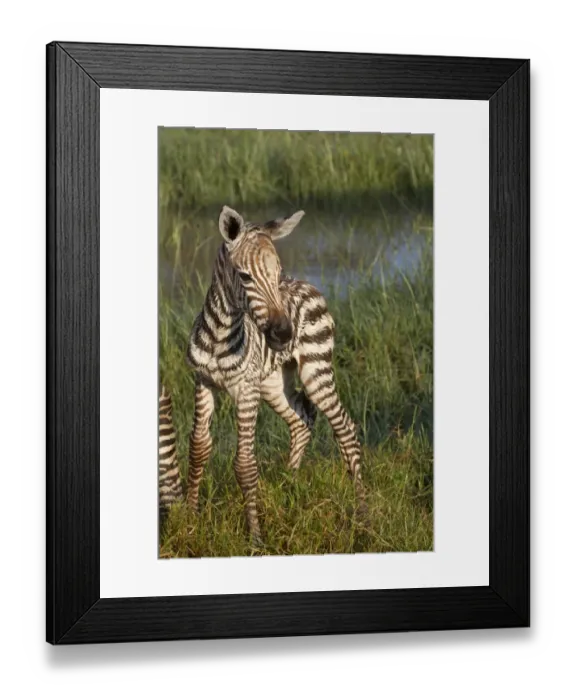 Framed Print : Common Zebra (Equus quagga) newborn foal, standing in wetland, Lake Nakuru N. P. Great Rift Valley, Kenya, August