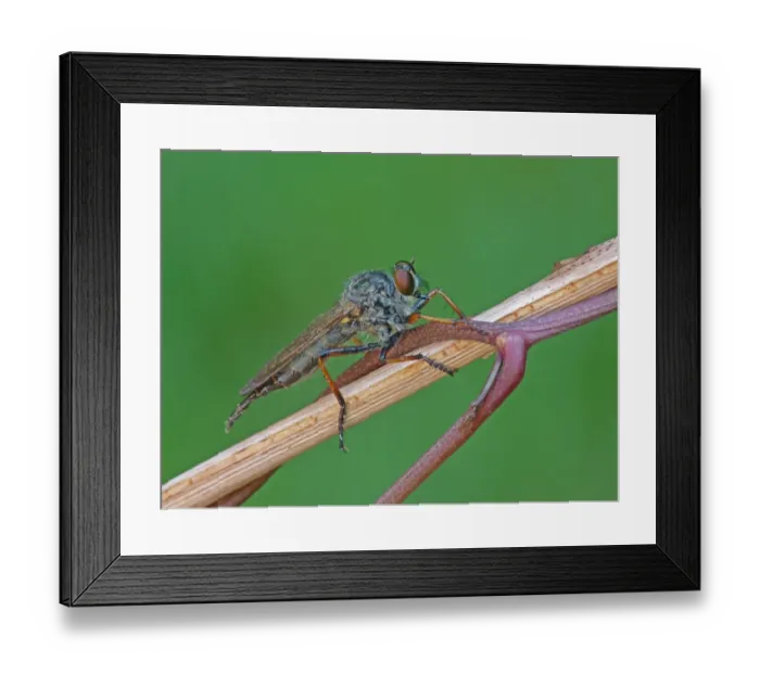 Framed Print : Common Red-legged Robberfly (Dioctria rufipes) adult, resting on stem, Italy, july Framed Print : Common Red-legged Robberfly (Dioctria rufipes) adult, resting on stem, Italy, july
