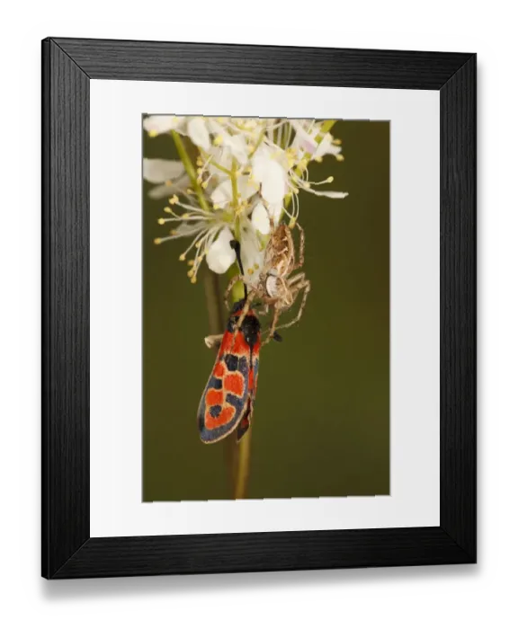 Framed Print : Nursery-web Spider (Pisaura mirabilis) adult, feeding on Auspicious Burnet Moth (Zygaena fausta) prey Framed Print : Nursery-web Spider (Pisaura mirabilis) adult, feeding on Auspicious Burnet Moth (Zygaena fausta) prey