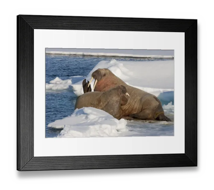 Framed Print : Atlantic Walrus (Odobenus rosmarus rosmarus) adult pair, resting on ice, off Kong Karls Land, Svalbard, July Framed Print : Atlantic Walrus (Odobenus rosmarus rosmarus) adult pair, resting on ice, off Kong Karls Land, Svalbard, July