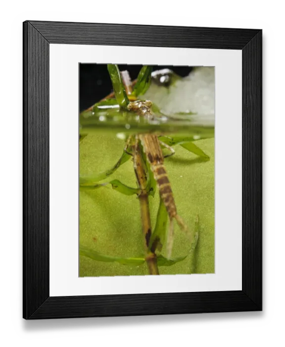 Framed Print : Blue-tailed Damselfly (Ischnura elegans) nymph, emerging from water for final moult into adulthood Framed Print : Blue-tailed Damselfly (Ischnura elegans) nymph, emerging from water for final moult into adulthood