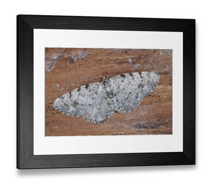 Framed Print : Grey Birch Moth (Aethalura punctulata) adult, Powys, Wales, May