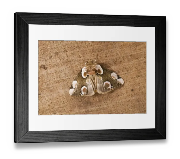 Framed Print : Peach Blossom Moth (Thyatira batis) adult, resting on sawn timber, England, may Framed Print : Peach Blossom Moth (Thyatira batis) adult, resting on sawn timber, England, may