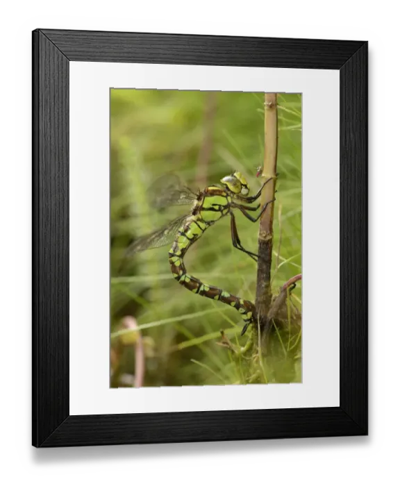 Framed Print : Southern Hawker (Aeshna cyanea) adult female, laying eggs in Water Mint (Mentha aquatica) stem, Oxfordshire, England Framed Print : Southern Hawker (Aeshna cyanea) adult female, laying eggs in Water Mint (Mentha aquatica) stem, Oxfordshire, England