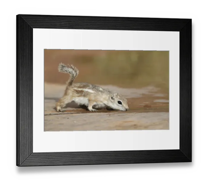 Framed Print : White-tailed Antelope Squirrel (Ammospermophilus leucurus) adult, drinking water trapped between concrete slabs Framed Print : White-tailed Antelope Squirrel (Ammospermophilus leucurus) adult, drinking water trapped between concrete slabs