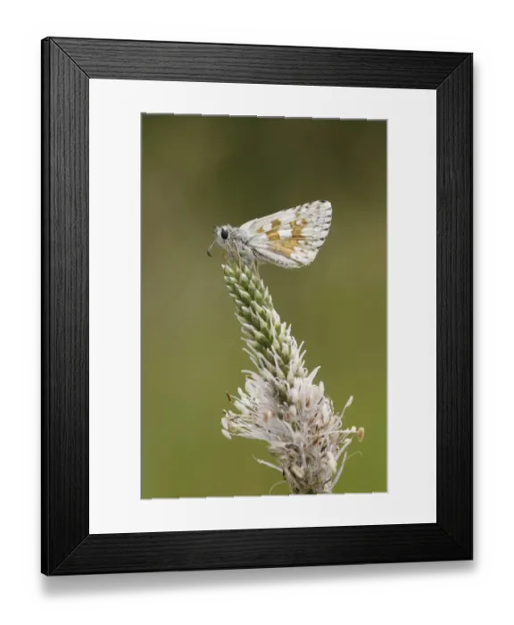 Framed Print : Safflower Skipper (Pyrgus carthami) adult, roosting on Hoary Plantain (Plantago media) flowerhead, Causse Mejean Framed Print : Safflower Skipper (Pyrgus carthami) adult, roosting on Hoary Plantain (Plantago media) flowerhead, Causse Mejean