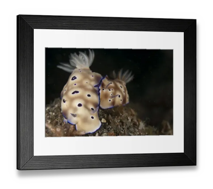 Framed Print : Kunes Chromodoris Seaslug (Chromodoris kunei) adult pair, Lembeh Straits, Sulawesi, Sunda Islands, Indonesia Framed Print : Kunes Chromodoris Seaslug (Chromodoris kunei) adult pair, Lembeh Straits, Sulawesi, Sunda Islands, Indonesia