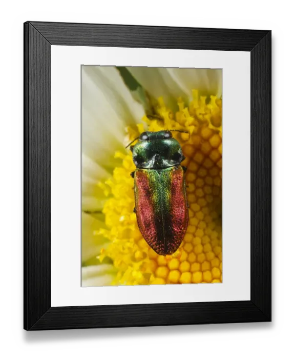 Framed Print : Jewel Beetle (Anthaxia fulgurans) adult female, feeding on Ox-eye Daisy (Leucanthemum vulgare) flower Framed Print : Jewel Beetle (Anthaxia fulgurans) adult female, feeding on Ox-eye Daisy (Leucanthemum vulgare) flower