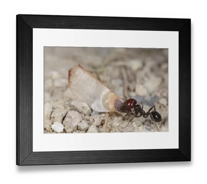 Framed Print : Harvester Ant (Messor barbara) median worker, carrying pine seed, Chaine des Alpilles, Bouches-du-Rhone, Provence