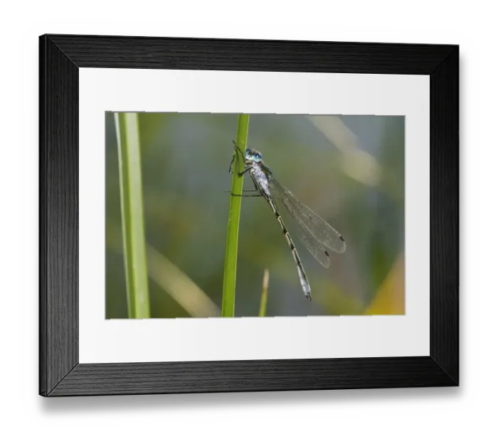 Framed Print : Scarce Emerald Damselfly (Lestes dryas) adult male, clinging to reed leaf, Hadleigh Country Park, Essex, England, July Framed Print : Scarce Emerald Damselfly (Lestes dryas) adult male, clinging to reed leaf, Hadleigh Country Park, Essex, England, July