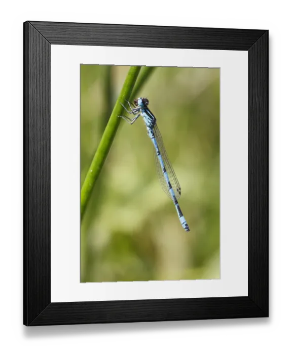 Framed Print : Southern Damselfly (Coenagrion mercuriale) adult male, feeding, Reserve Naturelle Coussouls de Crau, Bouches-du-Rhone Framed Print : Southern Damselfly (Coenagrion mercuriale) adult male, feeding, Reserve Naturelle Coussouls de Crau, Bouches-du-Rhone