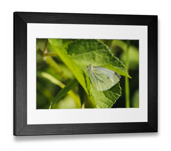 Framed Print : Green-veined White (Pieris napi) adult, with large pollen grains stuck to probosis, resting on leaf, Southwater Woods Framed Print : Green-veined White (Pieris napi) adult, with large pollen grains stuck to probosis, resting on leaf, Southwater Woods